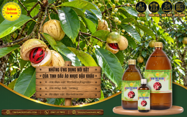 Khám Phá 11 Ứng Dụng Nổi Bật Của Tinh Dầu Áo Nhục Đậu Khấu 1 Ứng dụng nổi bật của tinh dầu Áo Nhục Đậu Khấu trong hương liệu và sản xuất nước hoa