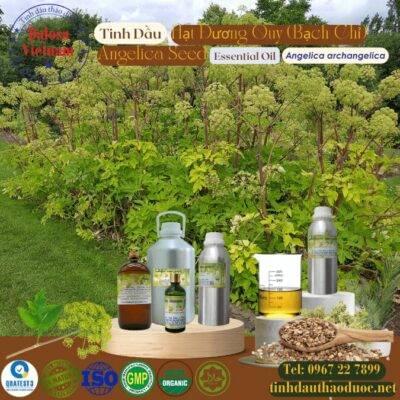 Tinh Dầu Hạt Đương Quy - Angelica Seed Essential Oil 2 Tinh Dầu Hạt Đương Quy - Angelica Seed Essential Oil