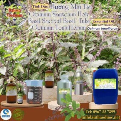 Tinh Dầu Hương Nhu Tía - Ocimum sanctum Essential Oil 2 Tinh Dầu Hương Nhu Tía - Ocimum sanctum Essential Oil