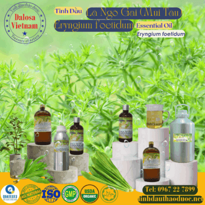 Tinh Dầu Lá Ngò Gai - Eryngium foetidum Essential Oil 2 Tinh Dầu Lá Ngò Gai - Eryngium foetidum Essential Oil